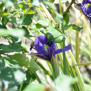 Iris