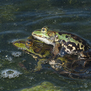 Froschliebe