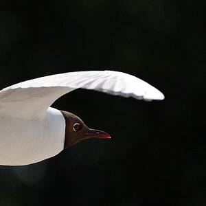 comp DSC 4301c
