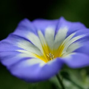 X blue blossom