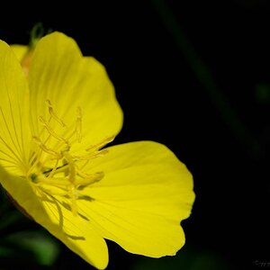 X gelbe Blüte