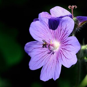 X purple blossom