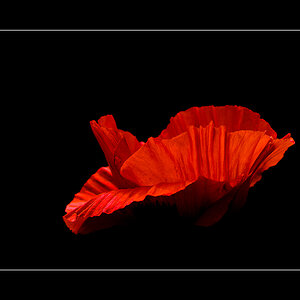 Mohn11