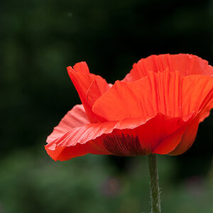 Mohn1