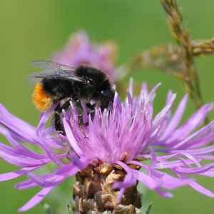 hummel134