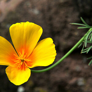 Goldmohn