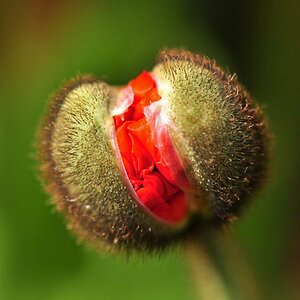 Mohn