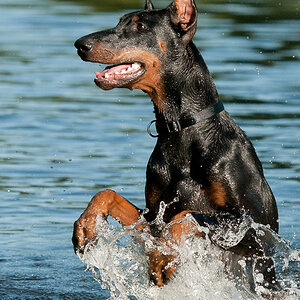 gib Pfötchen im Wasser