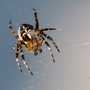(Kreuz)Spinne