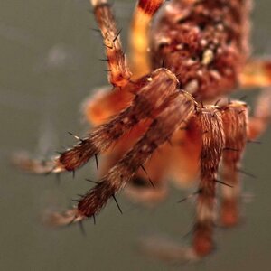 Spinne im Netz
