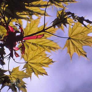 IMG 0006b f