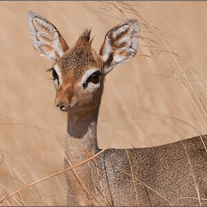 J3S 0041