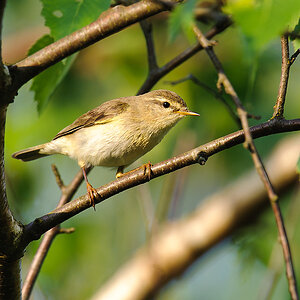 20110510 8418 [NIKON D3] 850 mm,1 200 Sek. bei ƒ   10