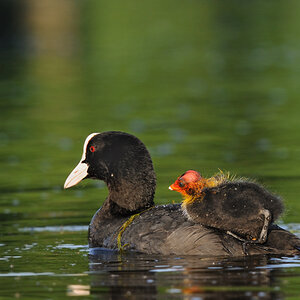 Fliegen 2
Blesshuhnküken