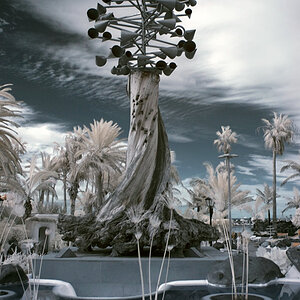 Der Baum der Winde