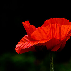 Mohn21