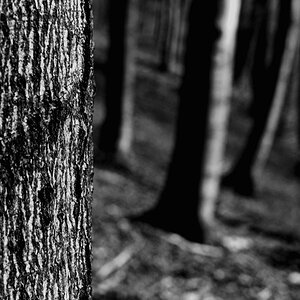 Wald 001