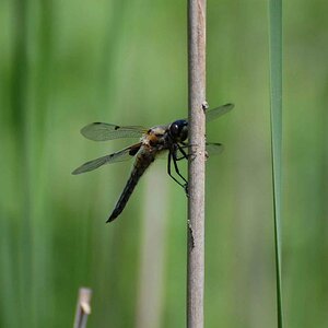Libelle am Schilf