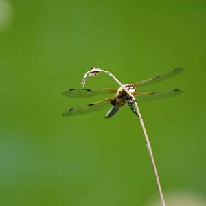 Libelle