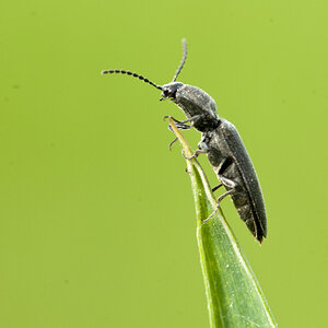 Käfer  Rumänien
