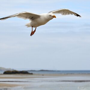 Möwe am Strand von Marazion