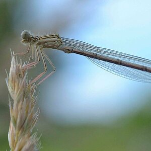 Libelle 2