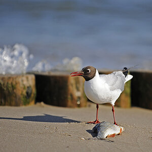 Vorsicht Welle