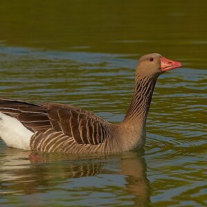 SC DSC 6421z