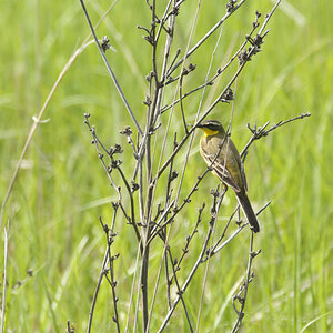 Vogel  (wer kennt ihn?) in Rumänien gesehen
