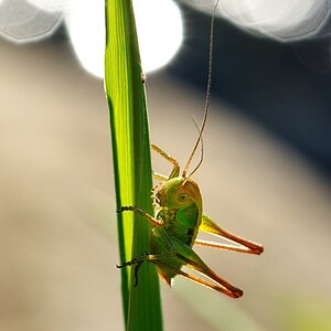 comp DSC 4600