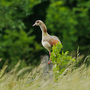 20110527 0058 [NIKON D7000] 500 mm,1 125 Sek. bei ƒ   6,3
