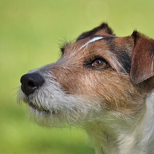 Jimmy  (55-300 Nikkor)