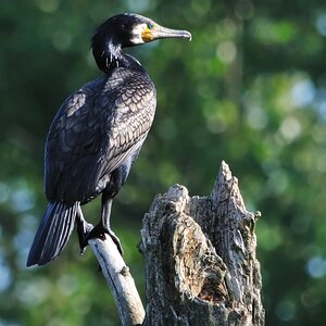 Kormoran