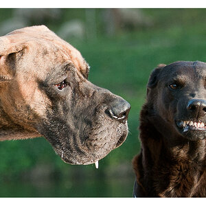 Riesenhund 1
