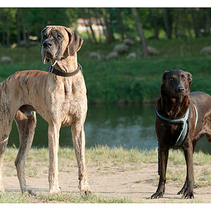 Riesenhund 2