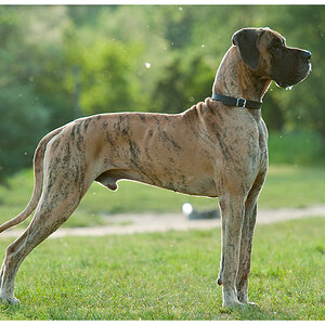 Dogge im Gegenlicht