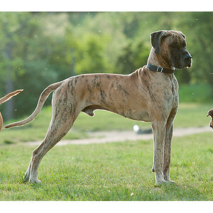 Gegenlicht Dogge und Mrvane