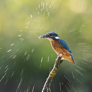 20110604 3358 [NIKON D5100] 1000 mm,1 80 Sek. bei ƒ   8,0 2