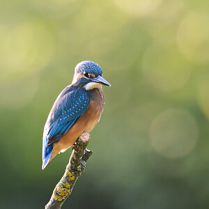 20110604 3352 [NIKON D5100] 1000 mm,1 60 Sek. bei ƒ   8,0