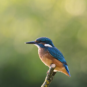 20110604 3362 [NIKON D5100] 1000 mm,1 80 Sek. bei ƒ   8,0