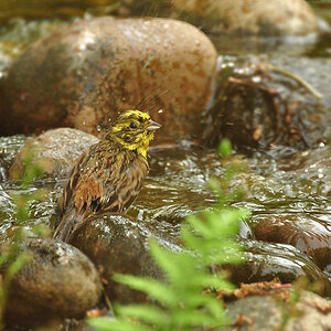 2011 05 10 DSC 1204 1000