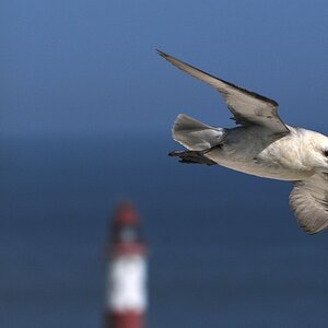 Möwe in den Kreidefelsen am "Beachy Head" bei Eastbourne