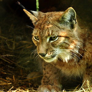 2011 04 26 DSC 0568 1000