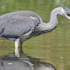 reiher