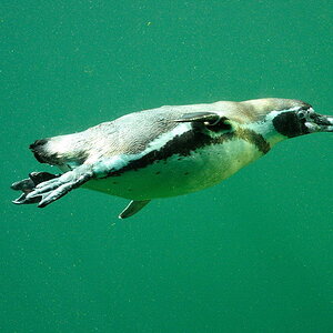 Pinguin