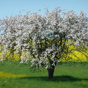 Blühender Baum vor Rapsfeld