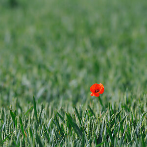 Mohn