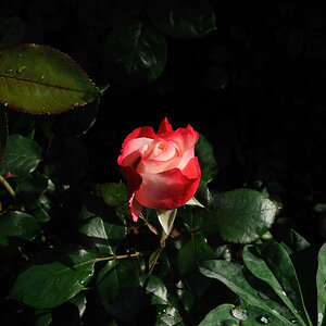 blüte1