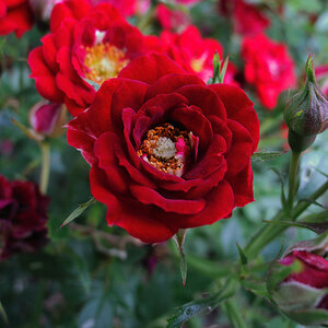 blüte2