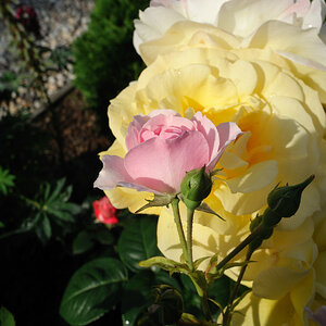 blüte4